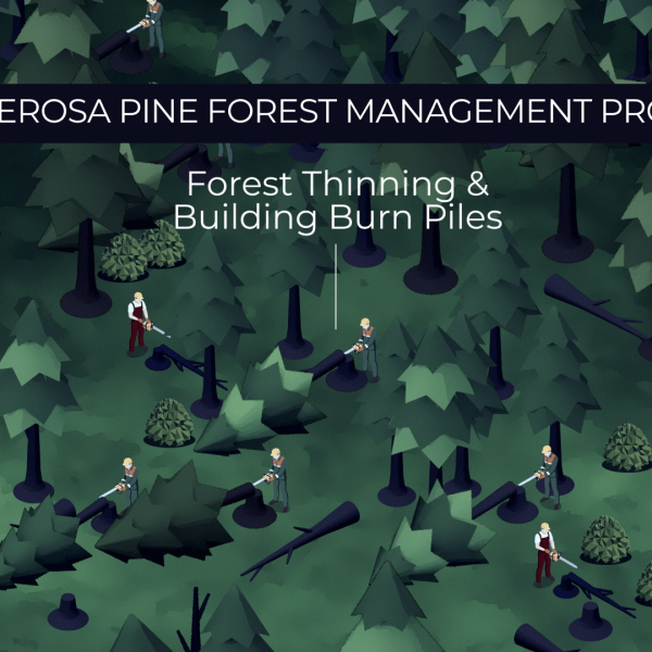 2-ForestManagement